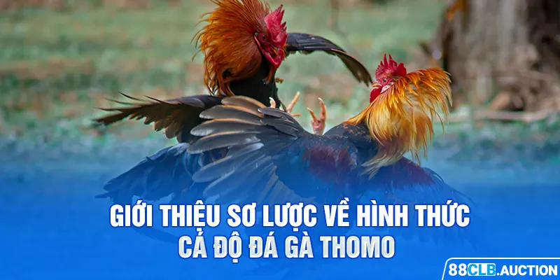 Giới thiệu sơ lược về hình thức cá độ đá gà Thomo 