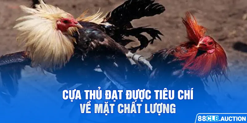 Cựa thủ đạt được tiêu chí về mặt chất lượng