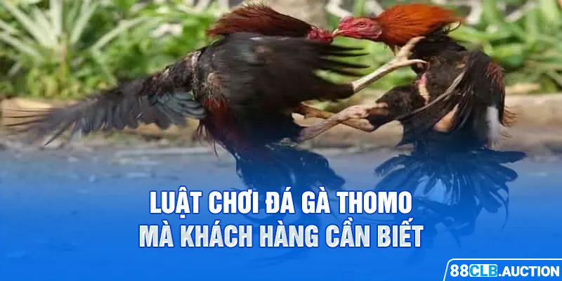 Luật chơi đá gà Thomo mà khách hàng cần biết