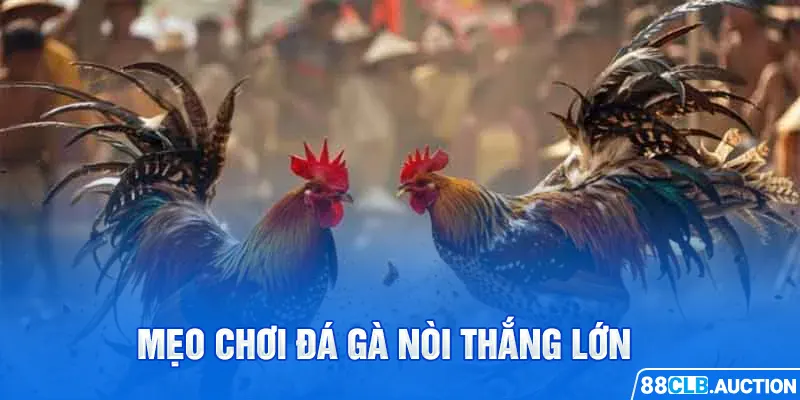 Mẹo chơi đá gà nòi thắng lớn