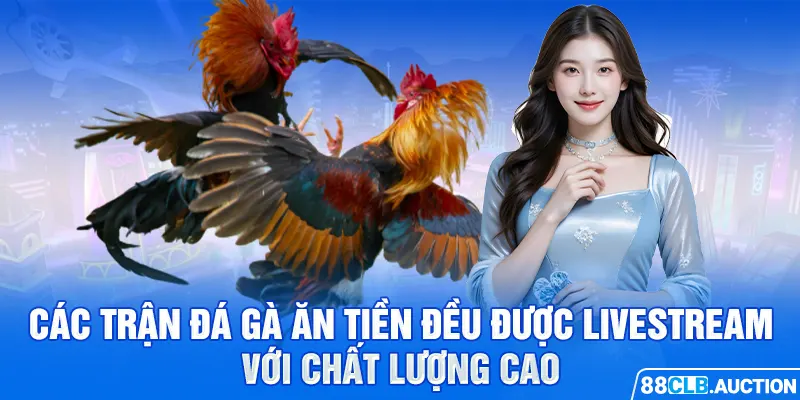 Các trận đá gà ăn tiền đều được livestream với chất lượng cao