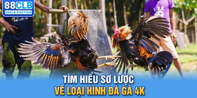 Tìm hiểu sơ lược về loại hình đá gà 4K